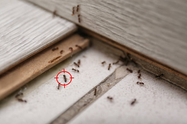 Best Ant Control Services  in Passaic, NJ