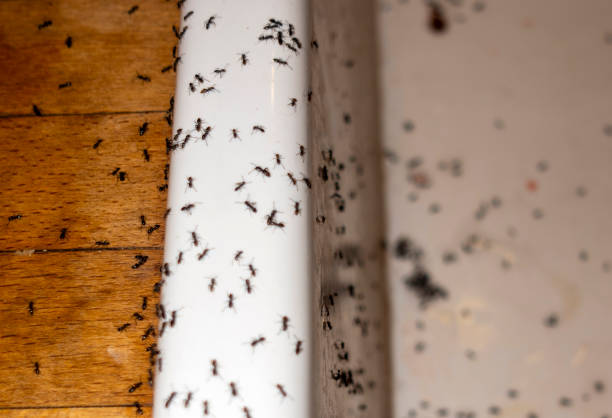 Best Affordable Pest Control Services  in Passaic, NJ