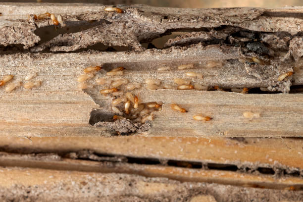 Best Spider Control Near Me  in Passaic, NJ